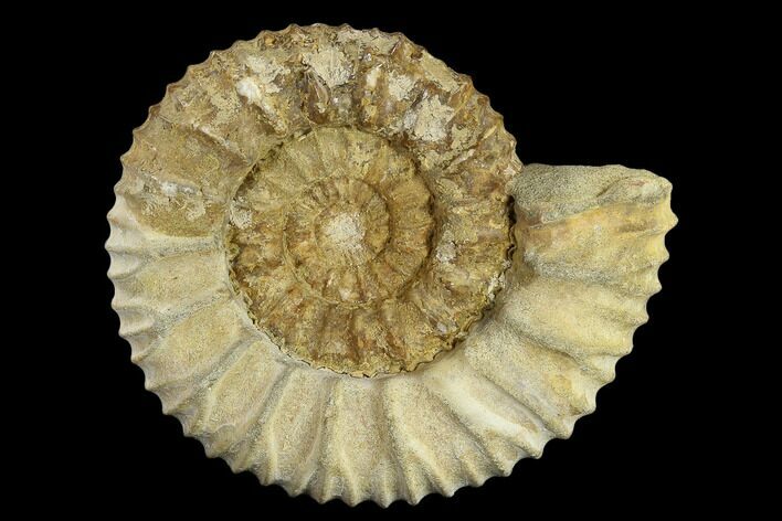 Fossil Ammonite (Pavlovia) - Russia #119441
